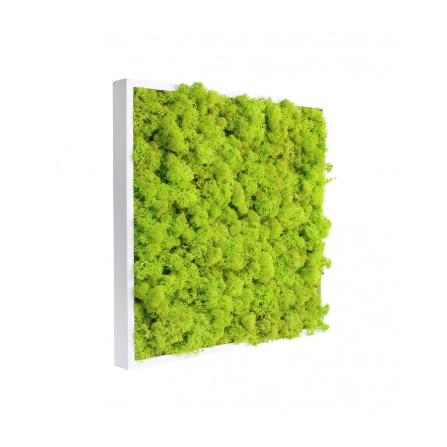 tableau-de-lichen-stabilise-vert-citron-40