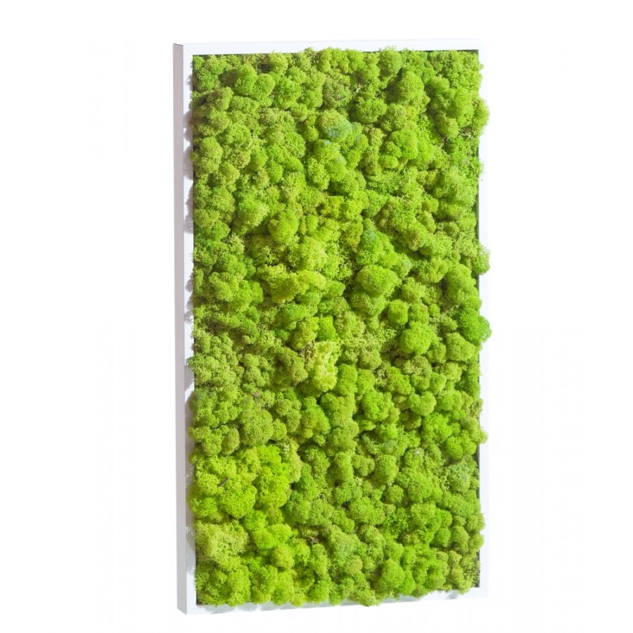 tableau-de-lichen-stabilise-vert-citron-rectangle