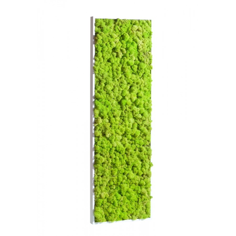 tableau-de-lichen-stabilise-vert-citron-demi-maxi