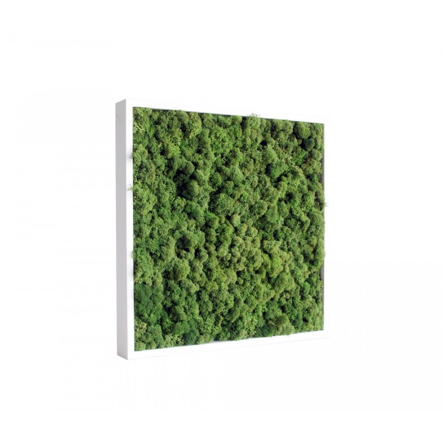 tableau-de-lichen-stabilise-vert-nature-40