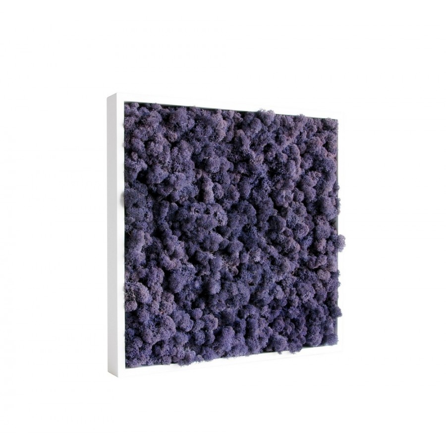 tableau-de-lichen-stabilise-violet-40