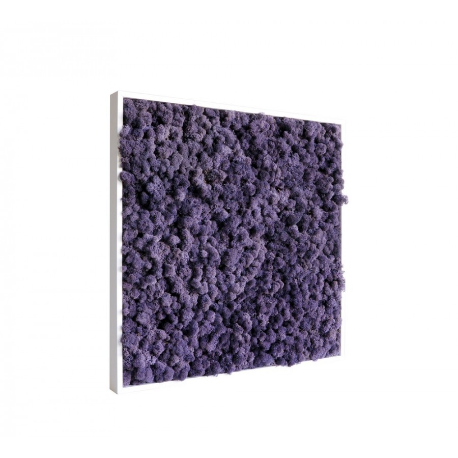 tableau-de-lichen-stabilise-violet-60