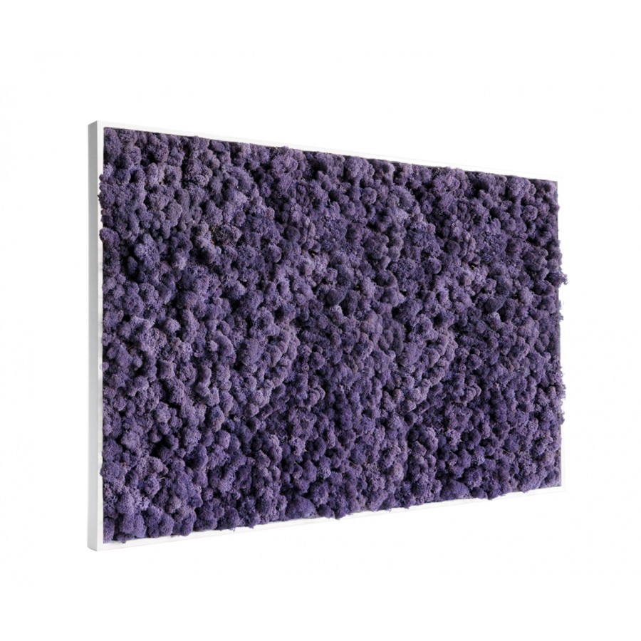 tableau-de-lichen-violet-stabilise-maxi