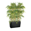 CARRARO-BAMBOU-NEW-NOIR copie