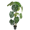 Gotessons_Monstera