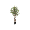 _media_uploads_Gotessons_Olive_Tree_thumb