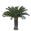 Gotessons_Cycas_Palm