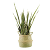 (SeaGrassØ32)-(Sanseveria)