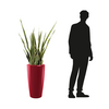 Dimensions-Sanseveria-pot-rouge