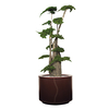 plante stabilisée pour bureau avec pot en cuir rond
