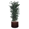 (Cuir-Rond)-(Juniperus)