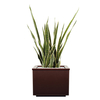 (Cuir-Carré)-(Sanseveria)