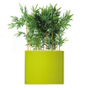 séparateur vert anis de bambou semi naturel