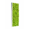 tableau-de-lichen-stabilise-vert-citron-slim