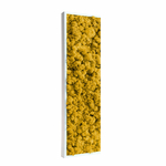 tableau-végétal-en-lichen-jaune2