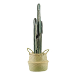 (SeaGrassØ38)-(Cactus)