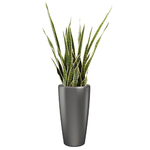 (Rondo-[Anthracite])-(Sanseveria)