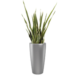 (Rondo-[Argent])-(Sanseveria)