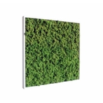 tableau-de-lichen-stabilise-vert-nature-60