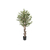 _media_uploads_Gotessons_Olive_Tree_thumb