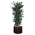 (Cuir-Rond)-(Juniperus)