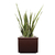 (Cuir-Carré)-(Sanseveria)