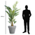 palmier-kentia-215-cm-pot-fumé