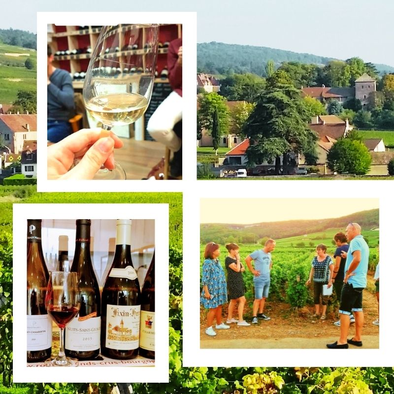 stage secrets  vigne et de vin de bourgogne