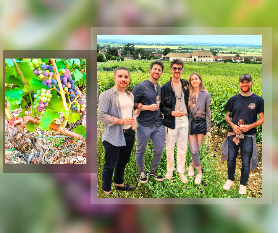 balade et degustation dans les vignes