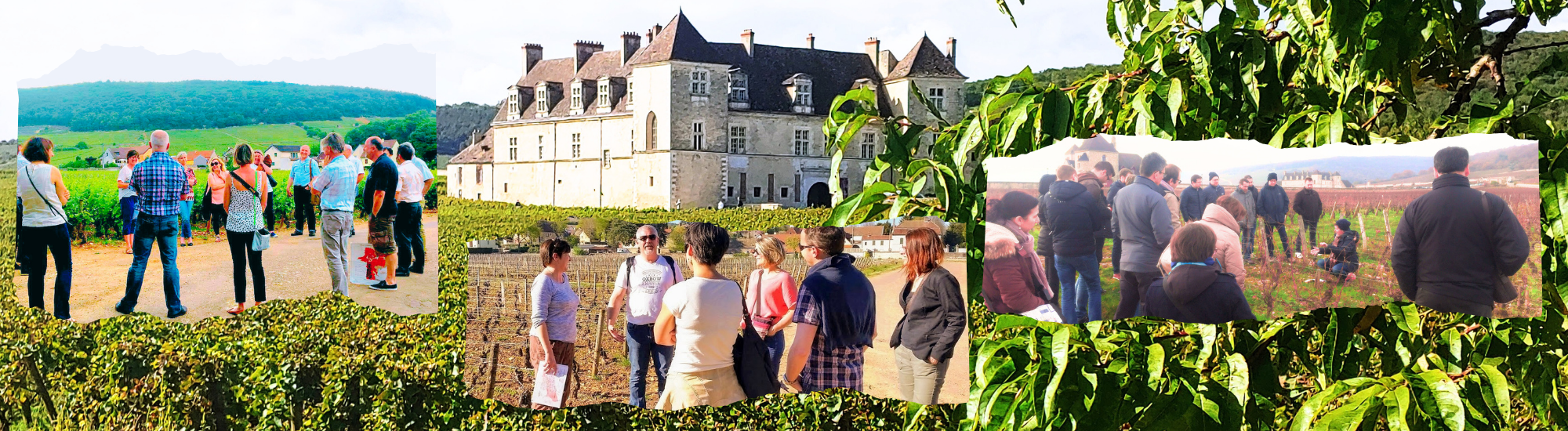 Balade oeno- sensorielle "vigne et vins"