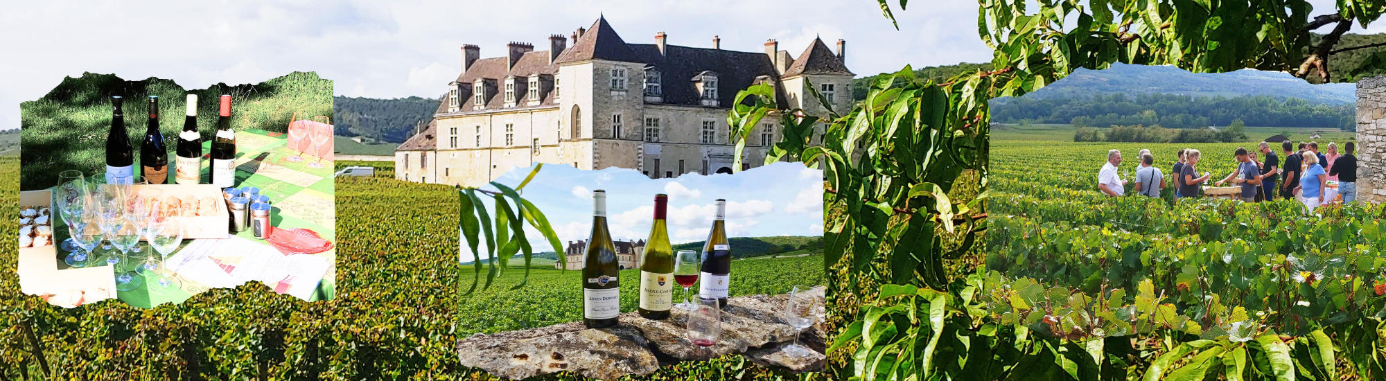 Dégustation de vins dans les vignes  