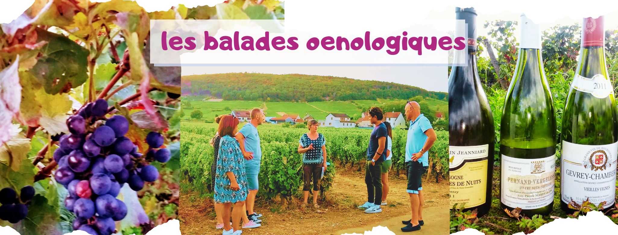 Les Balades découverte "Secrets de vignes et de vins"