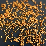 sesame-curry
