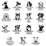 Races 3