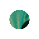 ptite-gomme-caraibe (3)