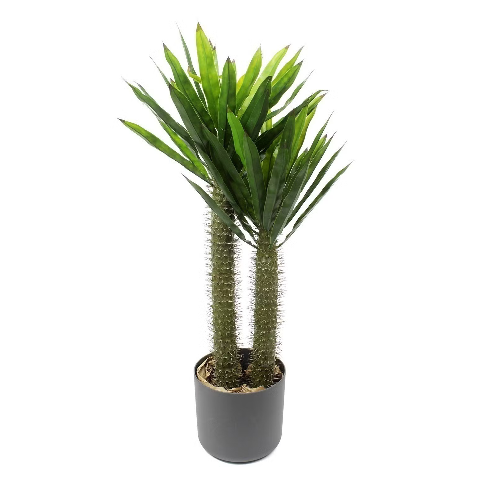 PLANTE ARTIFICIELLE PACHYPODIUM UHR2080