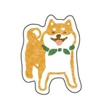 Shiba Inu 5