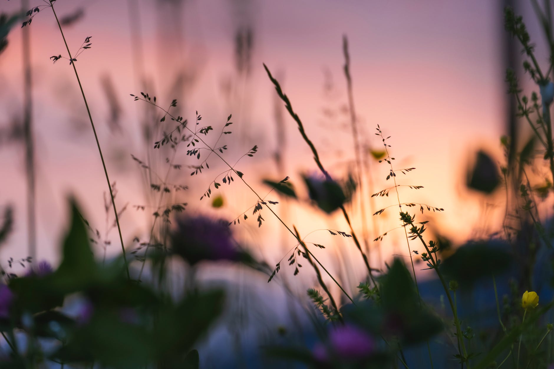 mise au point selective des plantes