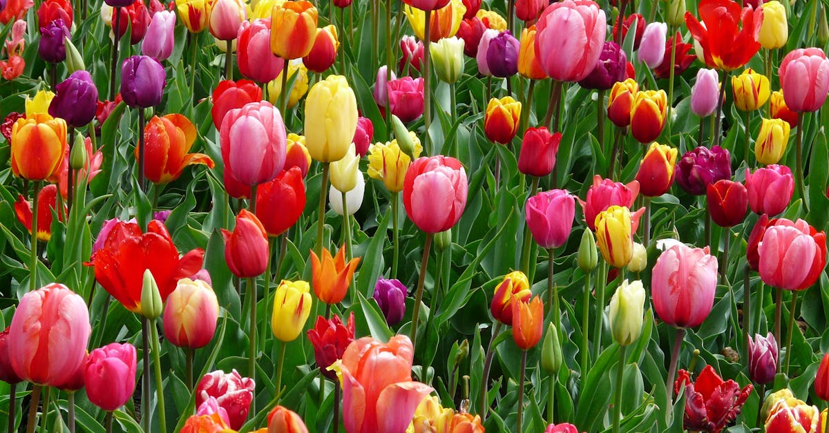 champs de tulipes rouges pourpres et jaunes