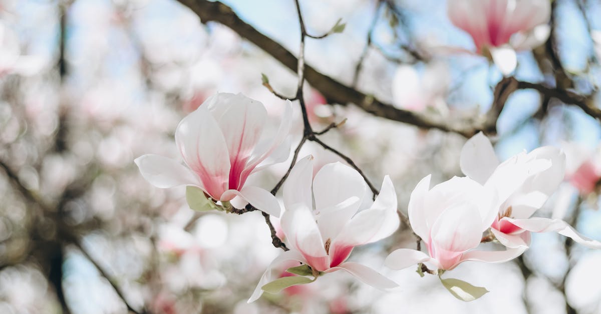 a beautiful close up of cherry blossoms in full bloom during springtime with a clear blue sky