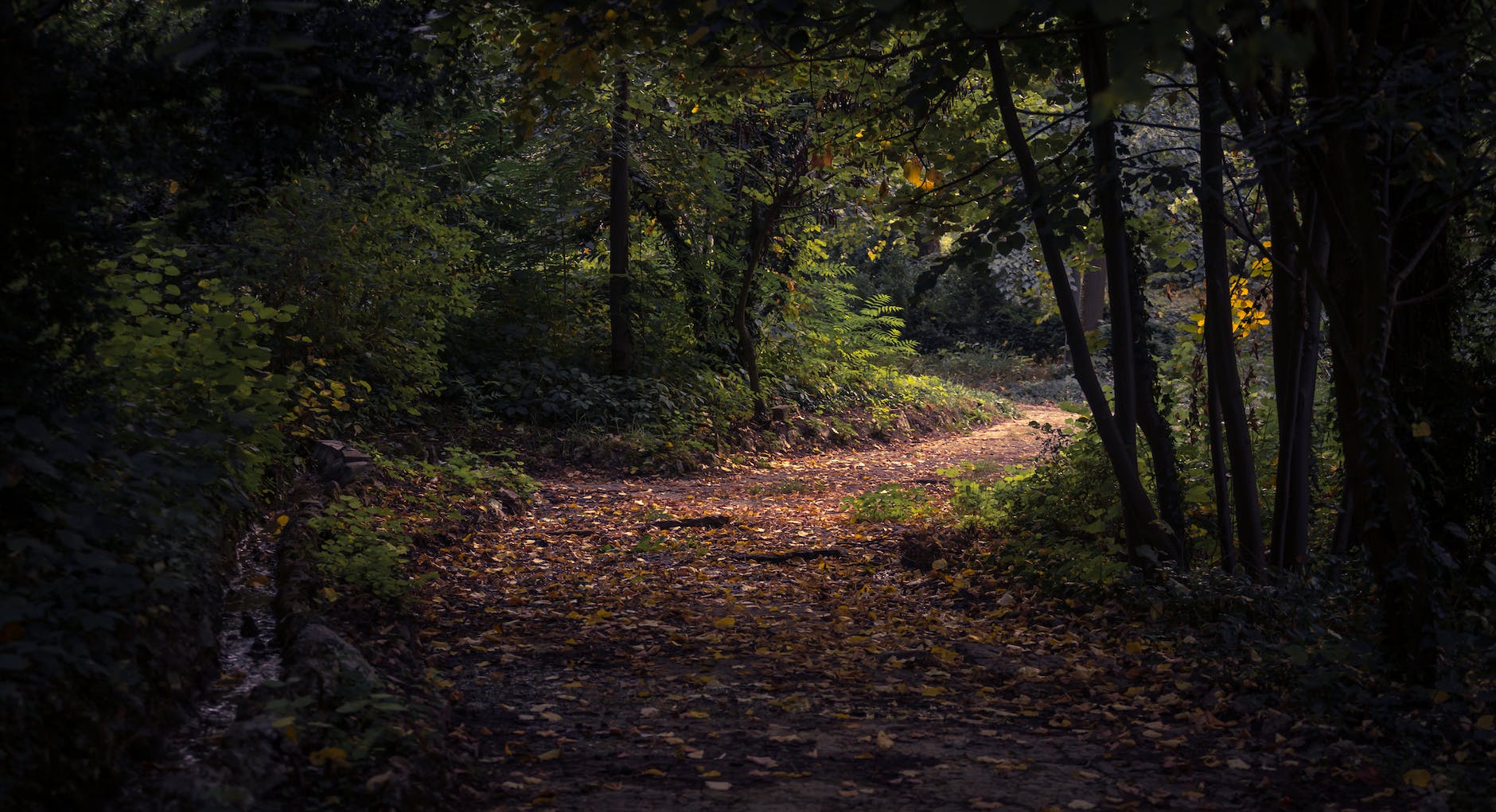 foret pendant la journee