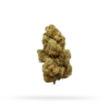 Amnesia