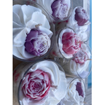 pivoine