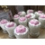 Pivoine 40g