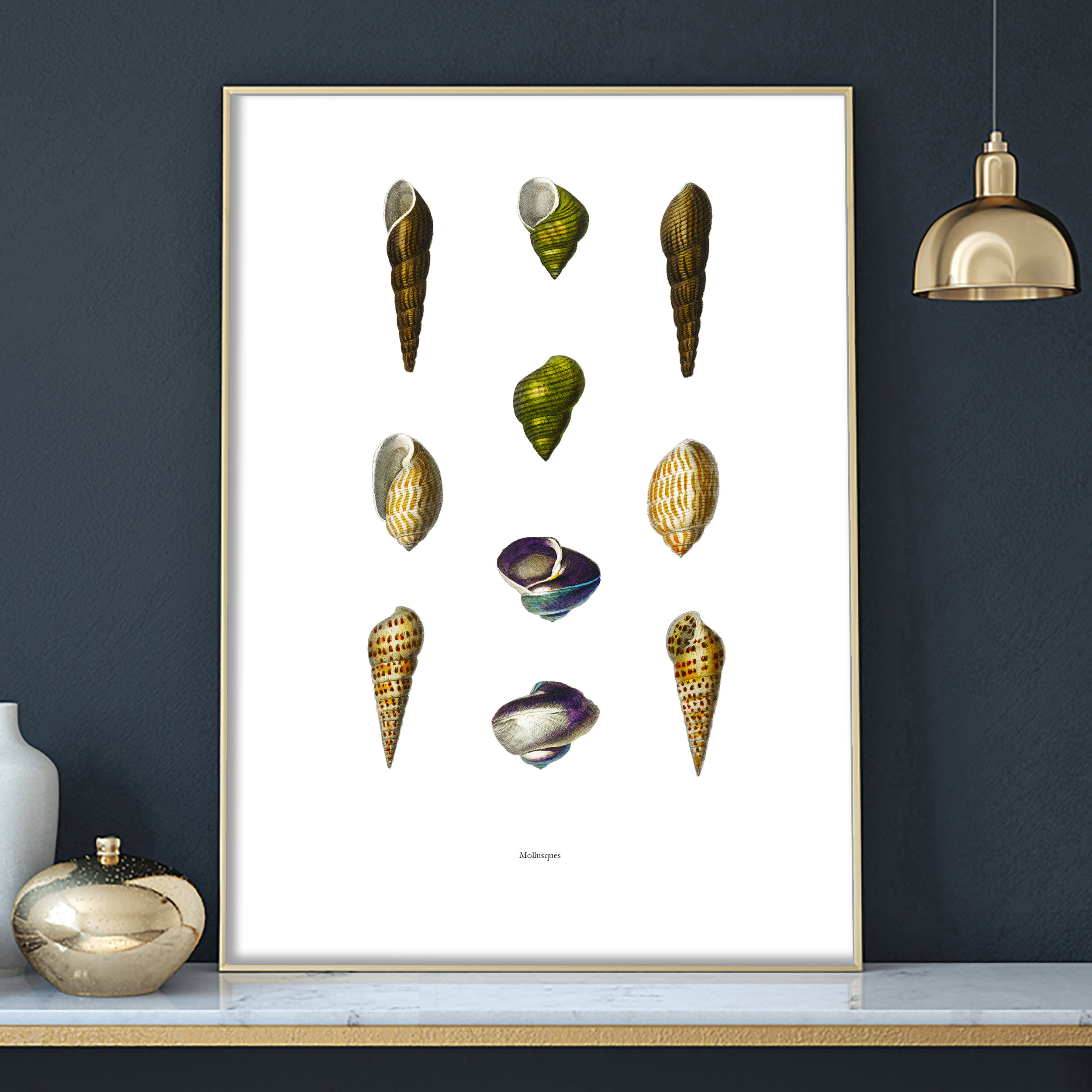 AFFICHE COQUILLAGES - Mollusques