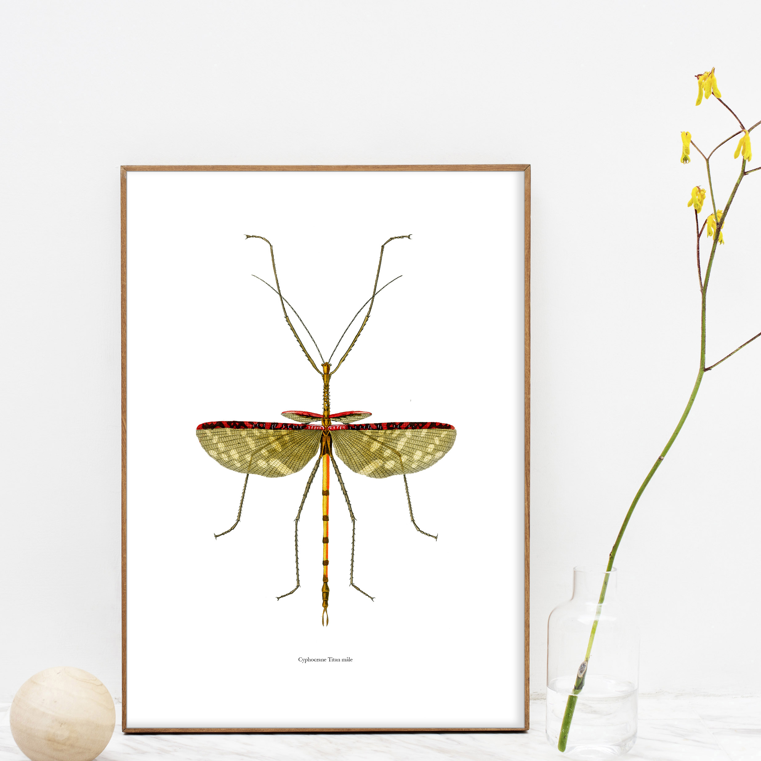 planche insecte 2
