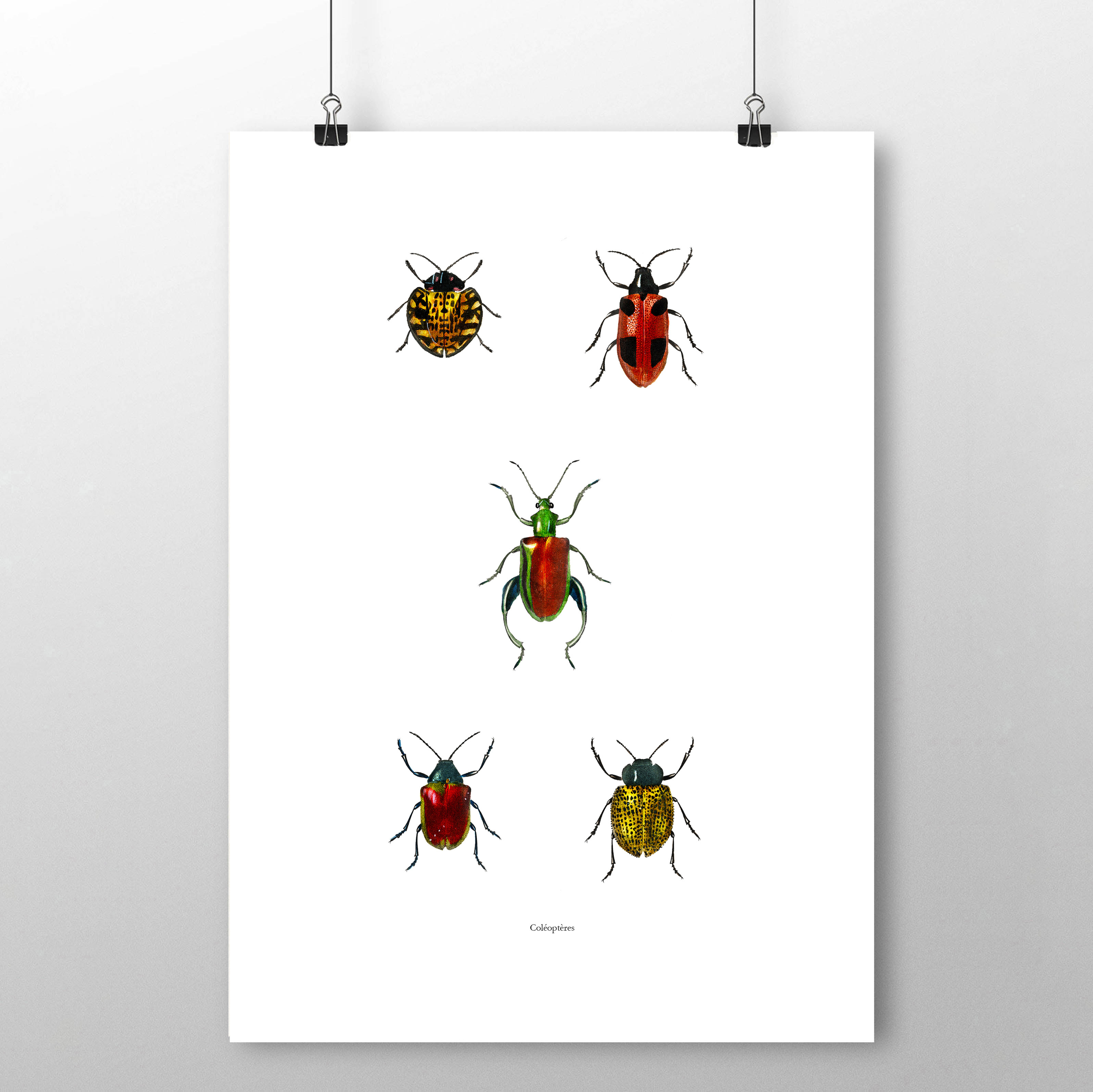 planche insecte 30