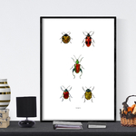 planche insecte 3
