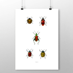 planche insecte 30