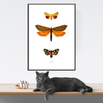 planche insecte 4